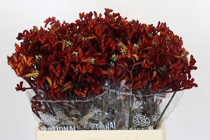 <h4>Kangaroo Paw Early Spring</h4>