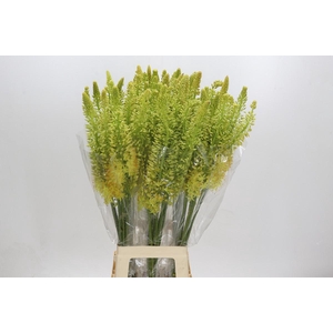 Eremurus Stenophyllus