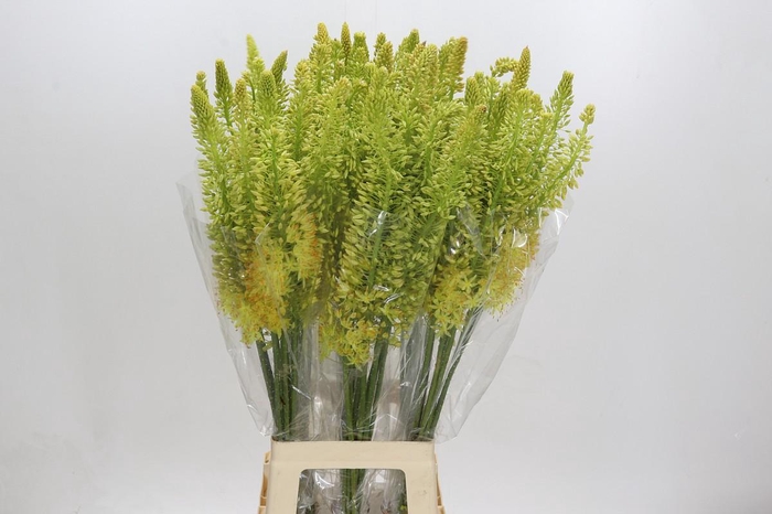 <h4>Eremurus Stenophyllus</h4>