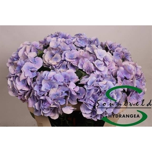 HYDR M CH MARSEPE BL