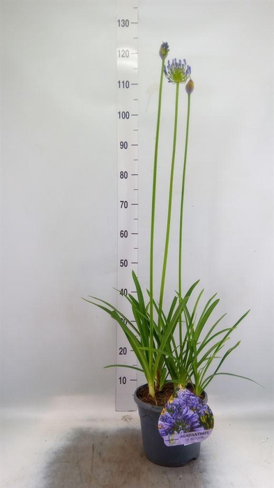 <h4>Agapanthus TR 'Dr. Brouwer'</h4>