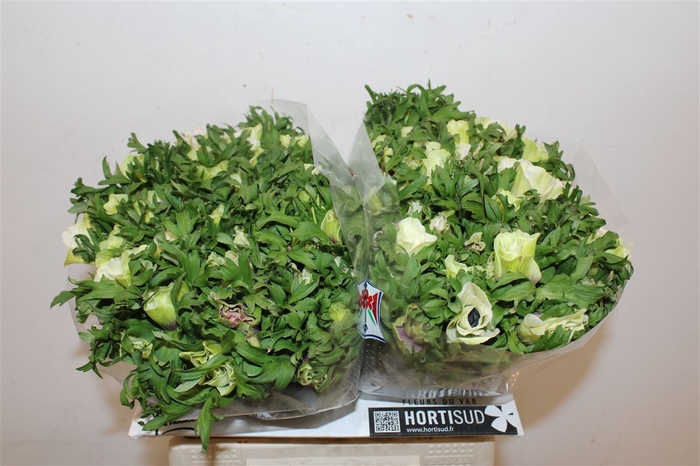 <h4>Anem Rainbow Happy</h4>