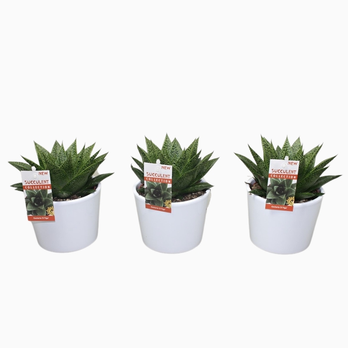 <h4>Gasteria Tiga Keramiek Wit</h4>