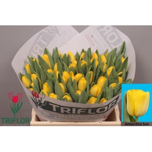 TU EN ANTARCTICA SUN