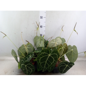 Anthurium   ...