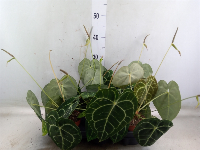 <h4>Anthurium   ...</h4>