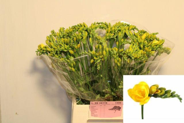 <h4>FR DU SOLEIL</h4>