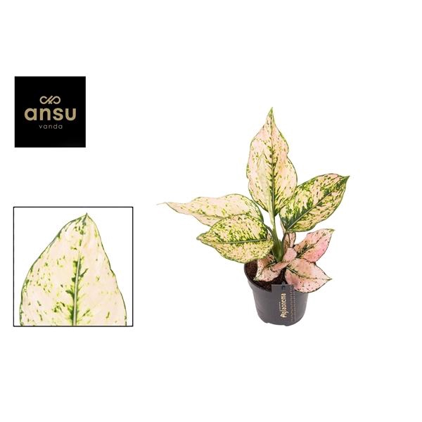 <h4>Aglaonema Rosy</h4>