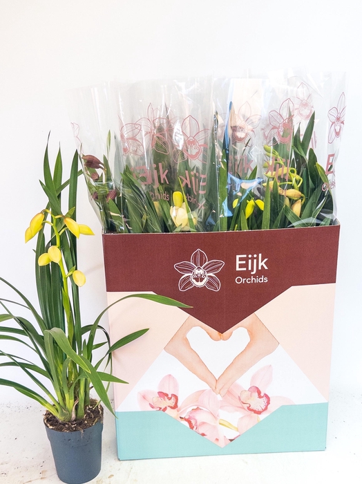 <h4>CYMB GEMENGD</h4>