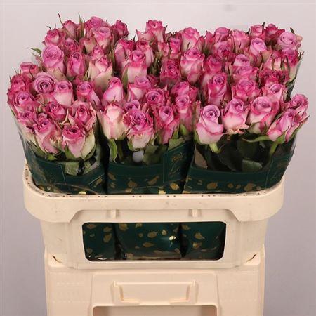 <h4>R Gr Thriller</h4>