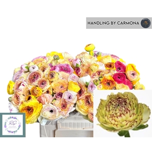 RAN EL YELLOW STRIPE