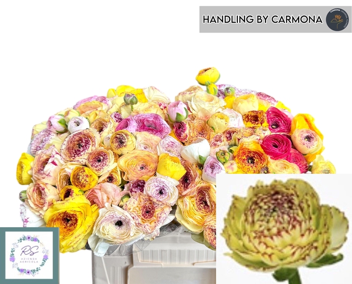 <h4>RAN EL YELLOW STRIPE</h4>