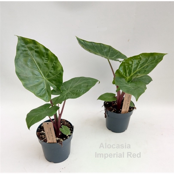 <h4>Alocasia Imperial Red 14cm</h4>