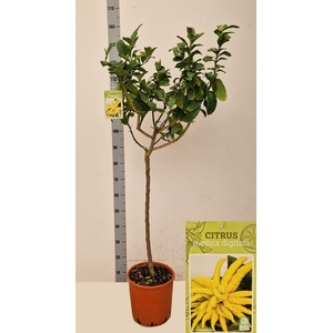 CITR MEDICA DIGITATA