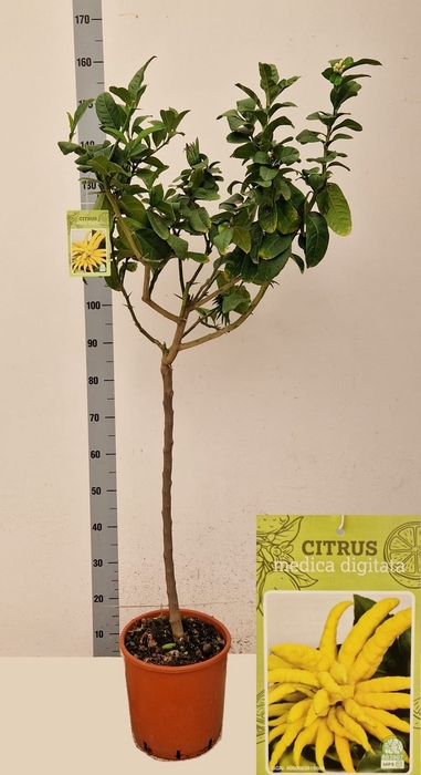 <h4>CITR MEDICA DIGITATA</h4>