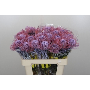 Nutans Painted Milka