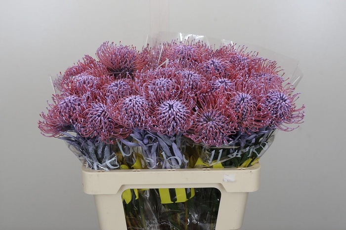 Nutans Painted Milka