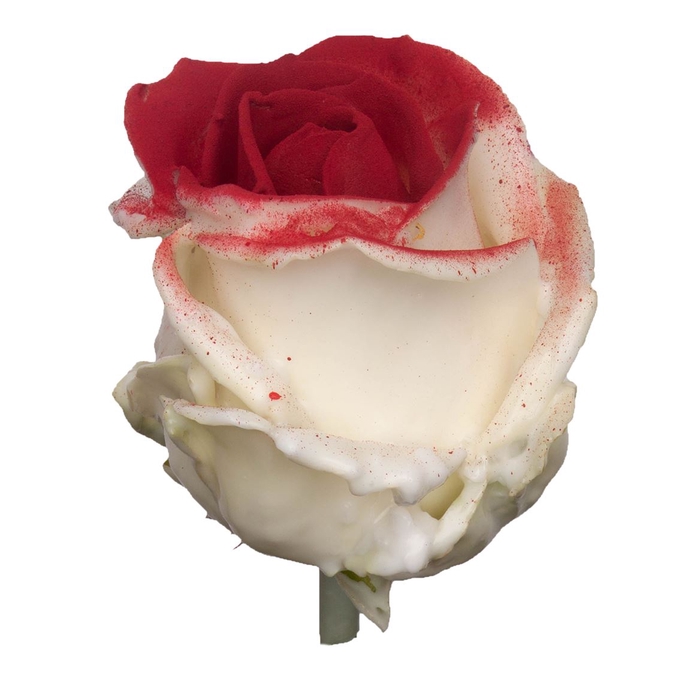 <h4>R Ov Wx Wit + Rood W28</h4>
