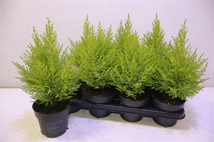 <h4>Cupr Ma Goldc Wilma</h4>