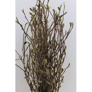 Magnolia Grandifl Bs Min 15 Stems