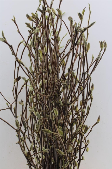 <h4>Magnolia Grandifl Bs</h4>