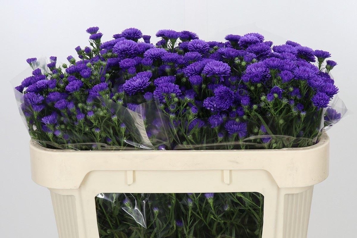 <h4>ASTER ASTEE DARK MILKA ASTER ASTEE</h4>