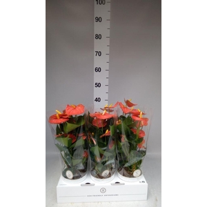 Anthurium andr. 'Orange Champion'
