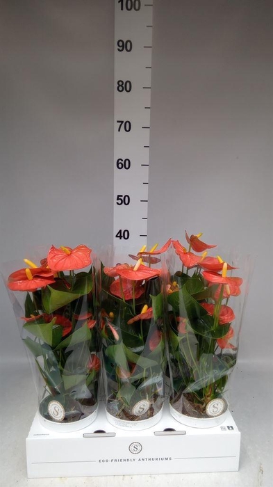 <h4>Anthurium andr. 'Orange Champion'</h4>
