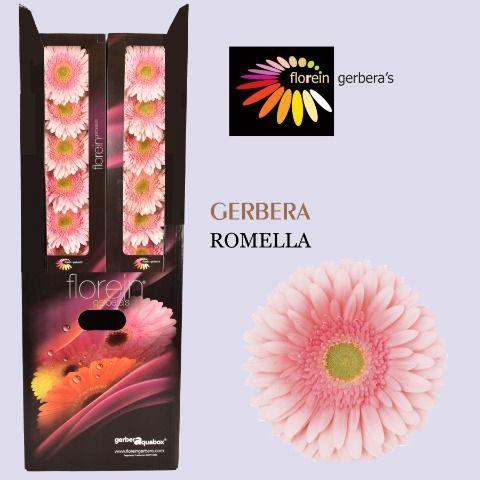 <h4>Gerbera aquabox romella</h4>