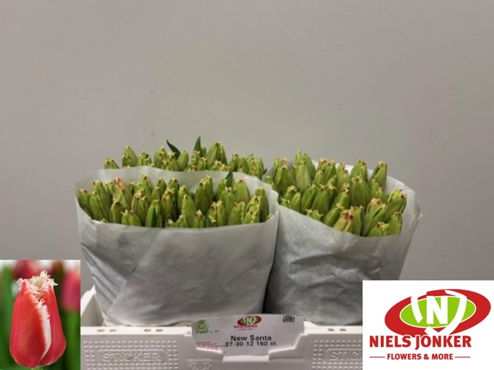 <h4>TU FR NEW SANTA</h4>