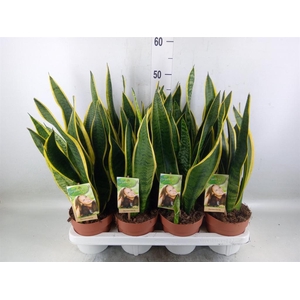 Sansevieria trifa. 'Laurentii'