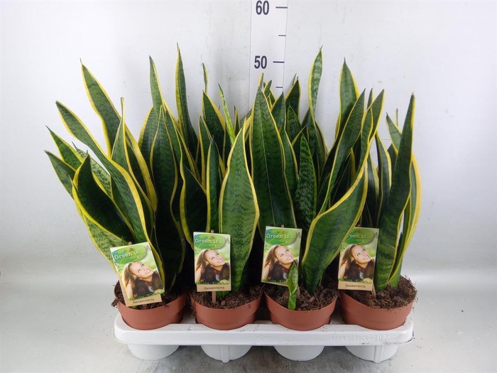 <h4>Sansevieria trifa. 'Laurentii'</h4>