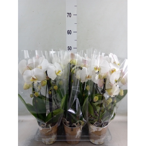 Phalaenopsis  'Elegant Cascade'