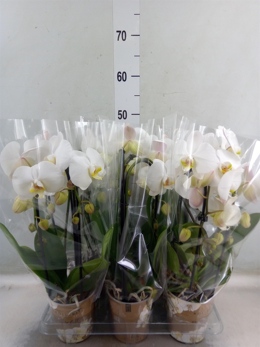 <h4>Phalaenopsis  'Elegant Cascade'</h4>