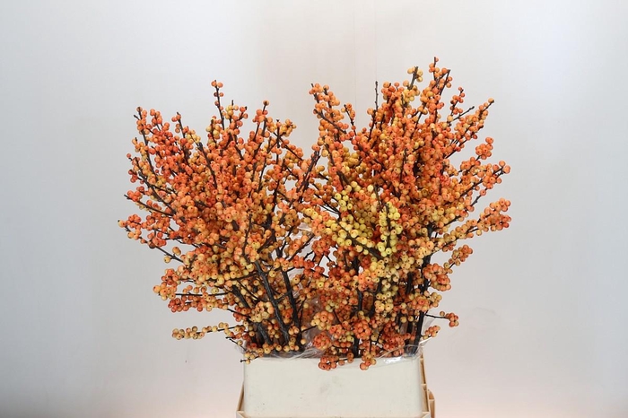 <h4>Ilex Cresgold</h4>