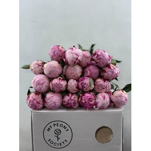 Paeonia Sarah Bernhardt