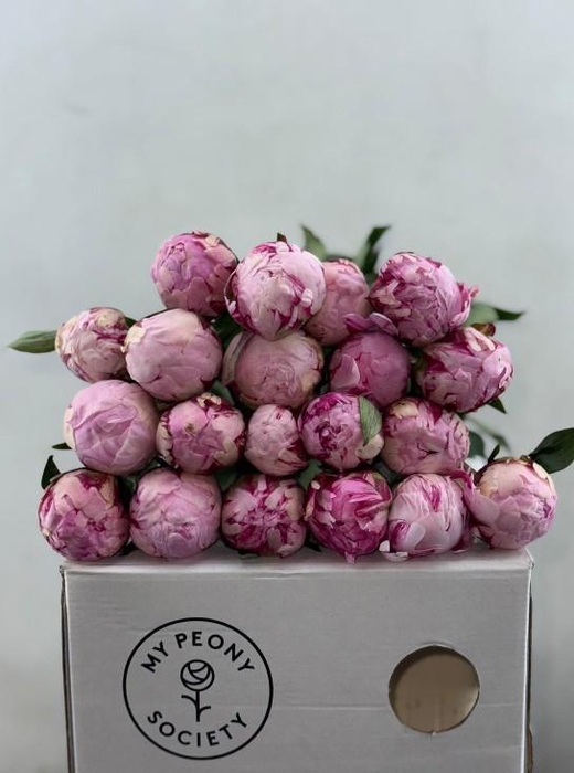 <h4>Paeonia Sarah Bernhardt</h4>