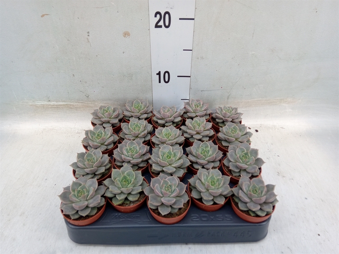 <h4>Echeveria   ...</h4>