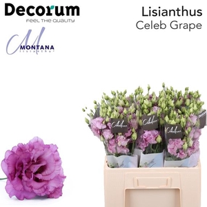 Lisianthus Celeb grape 60cm