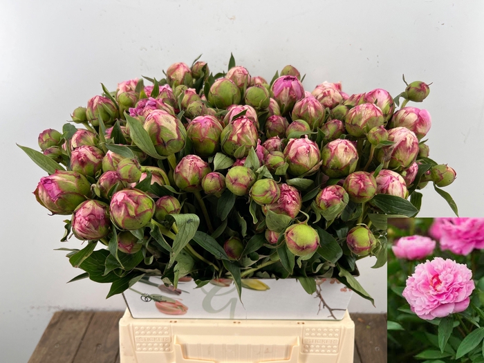 <h4>PAEO L ALEX FLEMING</h4>