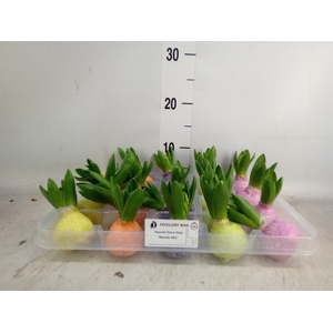 Hyacinthus orie.   ...waxed L%