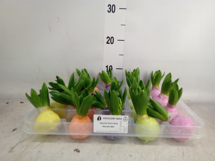 <h4>Hyacinthus orie.   ...waxed L%</h4>