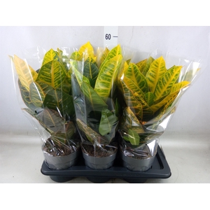 Codiaeum var. GR 'Petra'