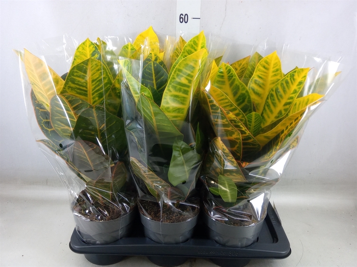 <h4>Codiaeum var. GR 'Petra'</h4>