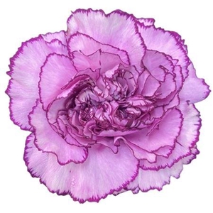 DI ST ROYAL DAMASCUS