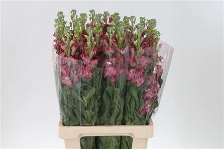 <h4>Matth Vintage Brown</h4>