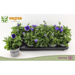 PLATYCO GR ASTRA BLU
