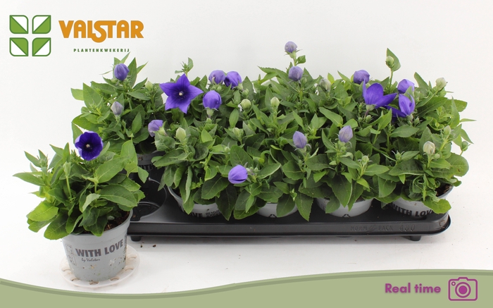 <h4>PLATYCO GR ASTRA BLU</h4>