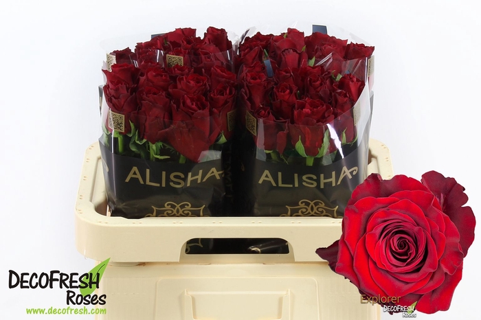 <h4>R Gr Explorer Alisha</h4>