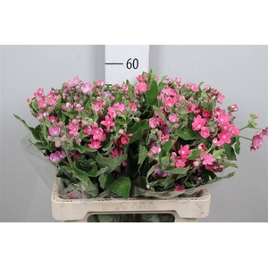 Oxy Co Pink Harmony